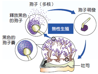 黑黴菌孢子繁殖