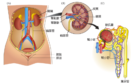人體泌尿系統