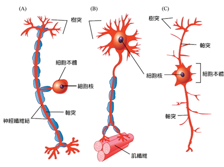 神經元的種類