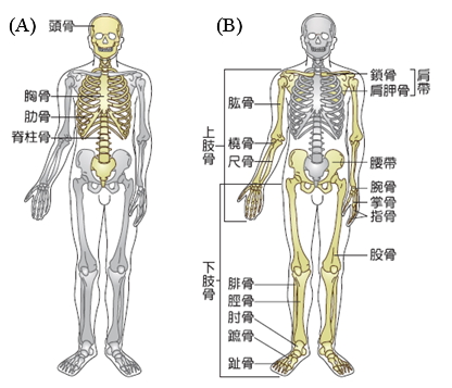 骨骼系統